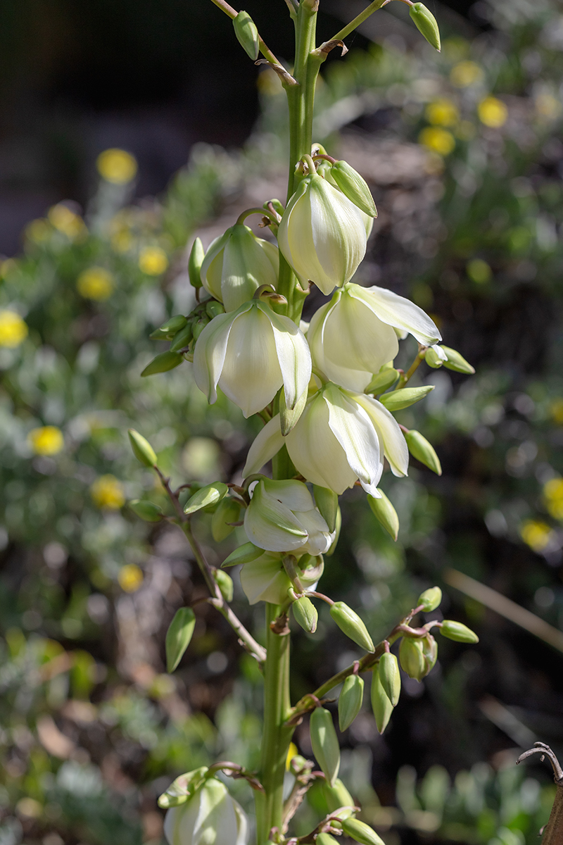 Изображение особи Yucca flaccida.