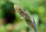 Verbascum thapsus. Бутоны на верхушке соцветия в утренней росе. Московская обл., Раменский р-н, окр. дер. Хрипань, садовый участок. 27.06.2023.