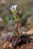 Cerastium brachypetalum подвид tauricum