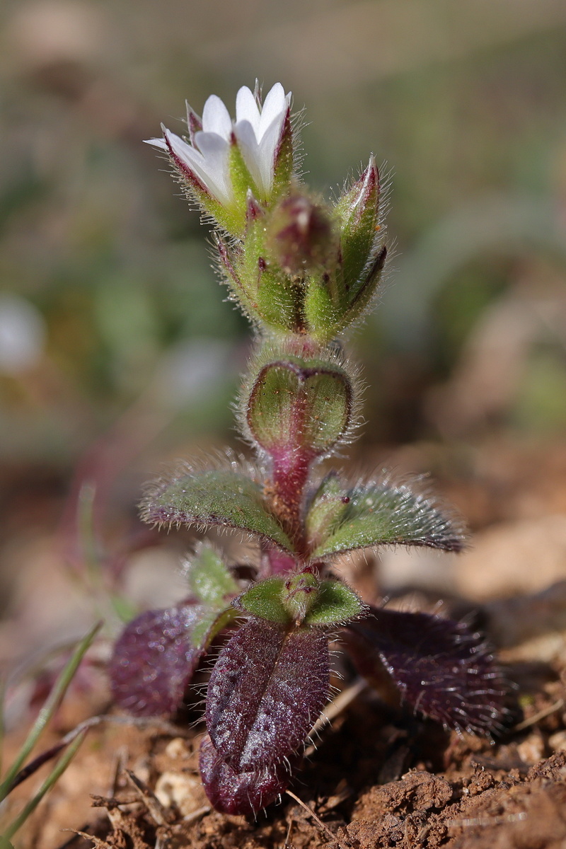 Изображение особи Cerastium brachypetalum ssp. tauricum.