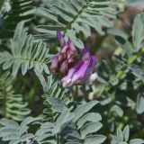 Astragalus physodes