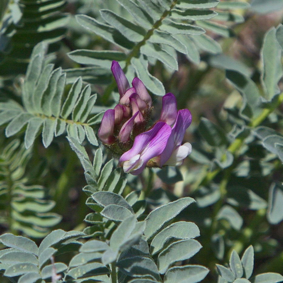 Изображение особи Astragalus physodes.