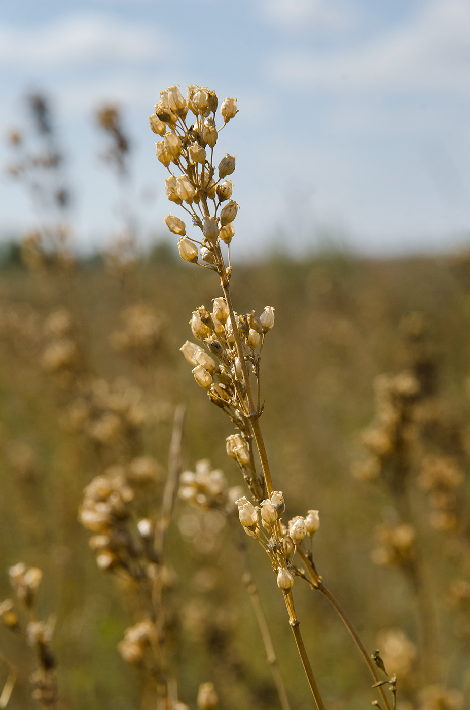 Изображение особи Silene sibirica.