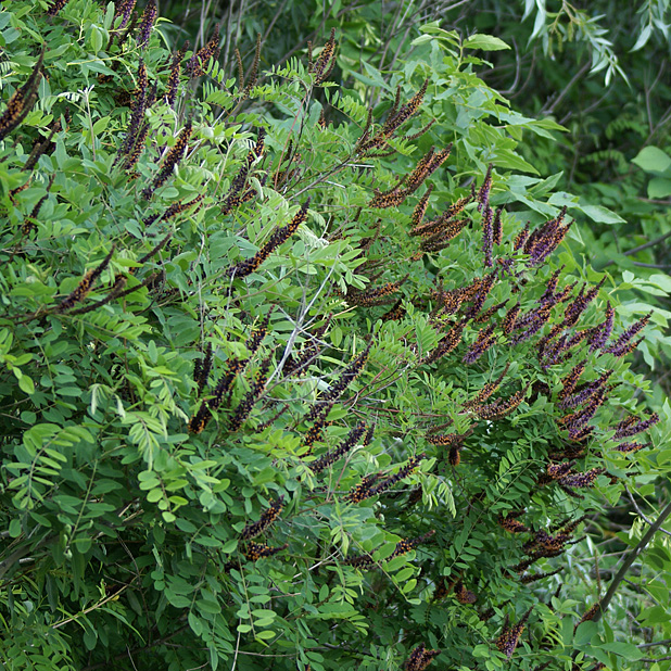 Image of Amorpha fruticosa specimen.