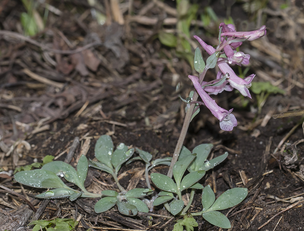 Image of Corydalis glaucescens specimen.
