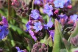 Pulmonaria mollis