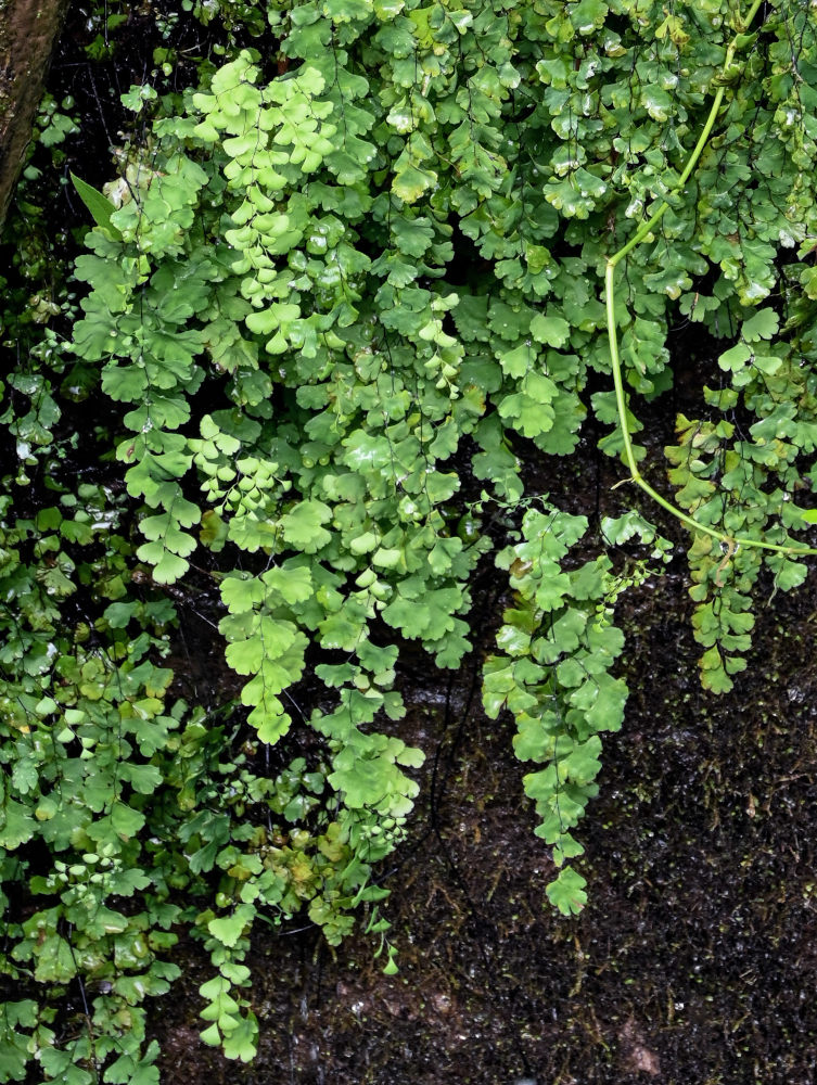 Image of Adiantum capillus-veneris specimen.