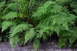 Athyrium filix-femina