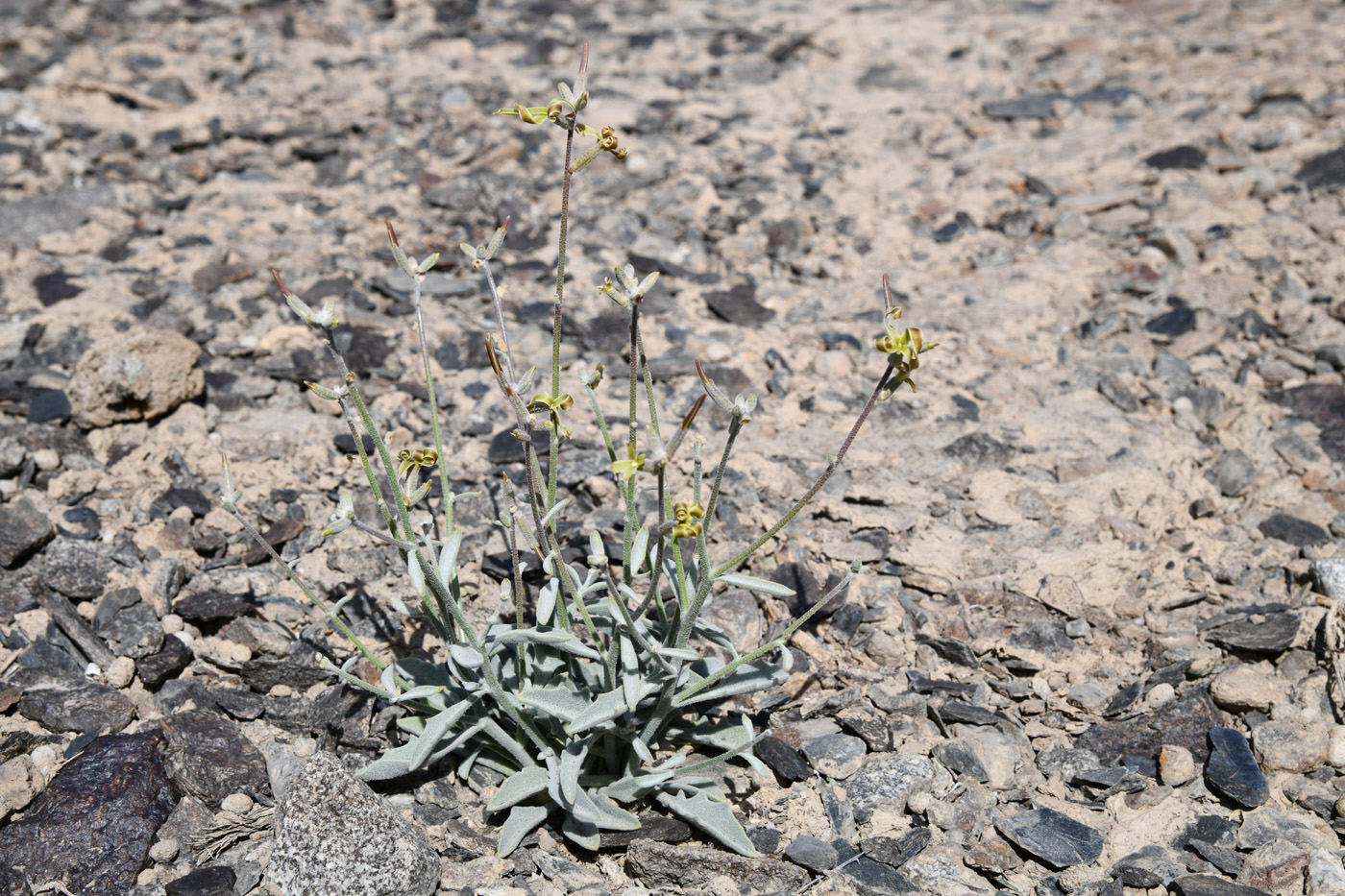 Image of Matthiola integrifolia specimen.
