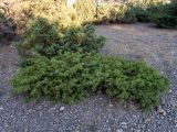 Juniperus deltoides