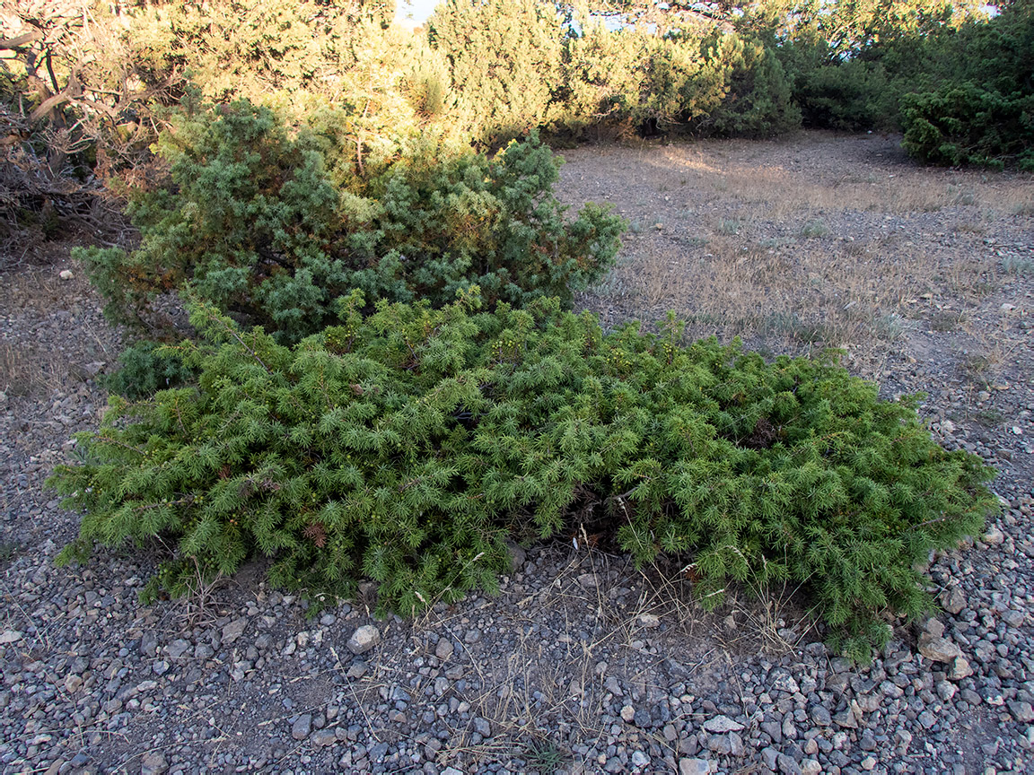 Image of Juniperus deltoides specimen.