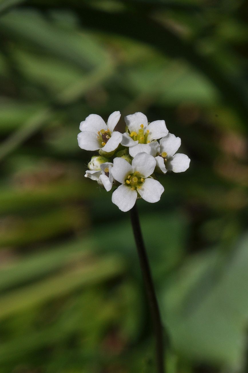 Image of Draba stylaris specimen.