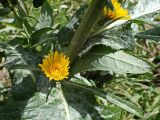 Sonchus arvensis