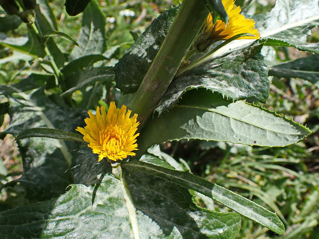 Image of Sonchus arvensis specimen.