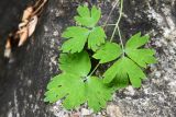 Aquilegia vicaria