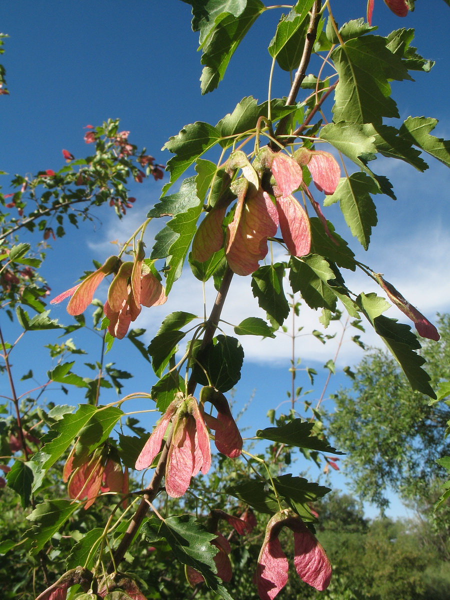 Image of Acer semenovii specimen.