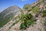 Archangelica brevicaulis