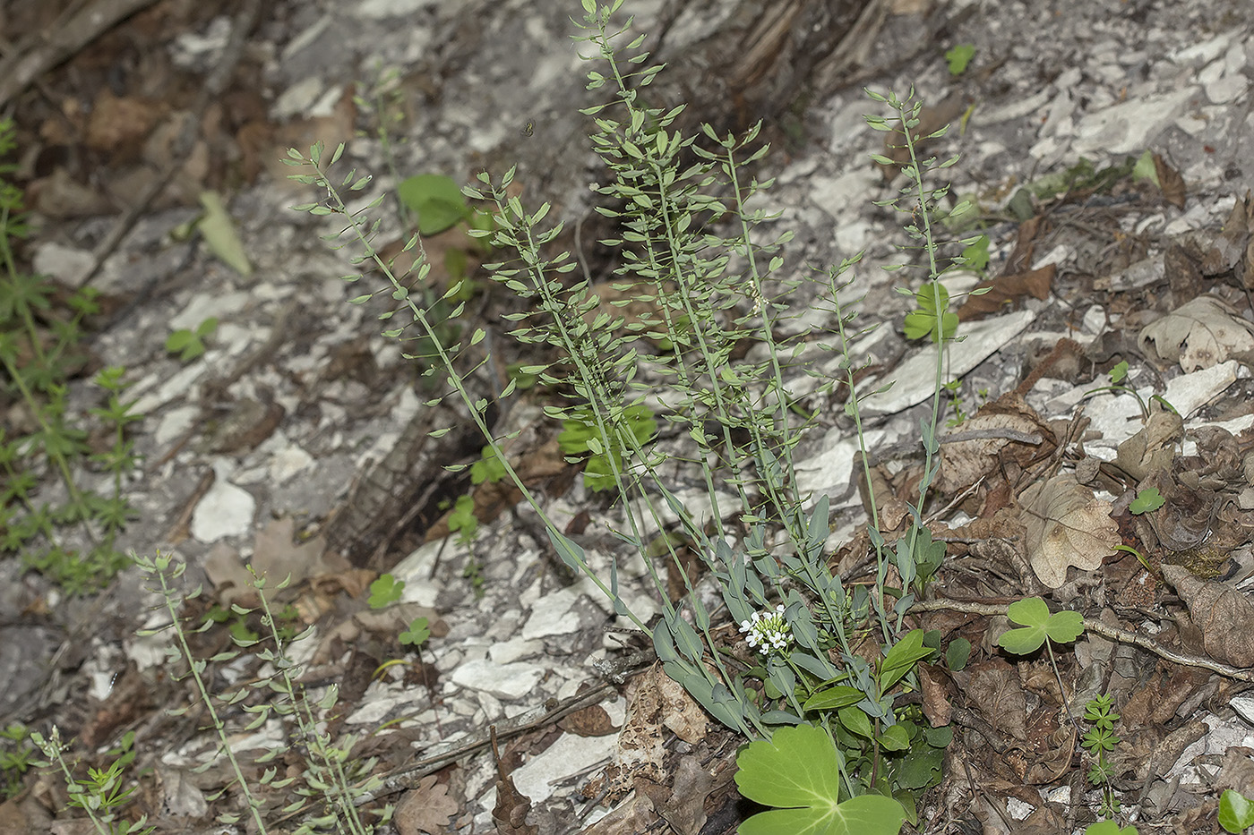 Image of Noccaea macrantha specimen.