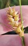 Carex vesicaria