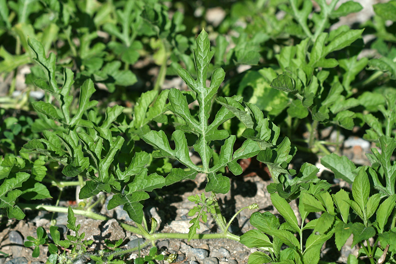 Image of Citrullus lanatus specimen.
