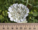 Tordylium officinale