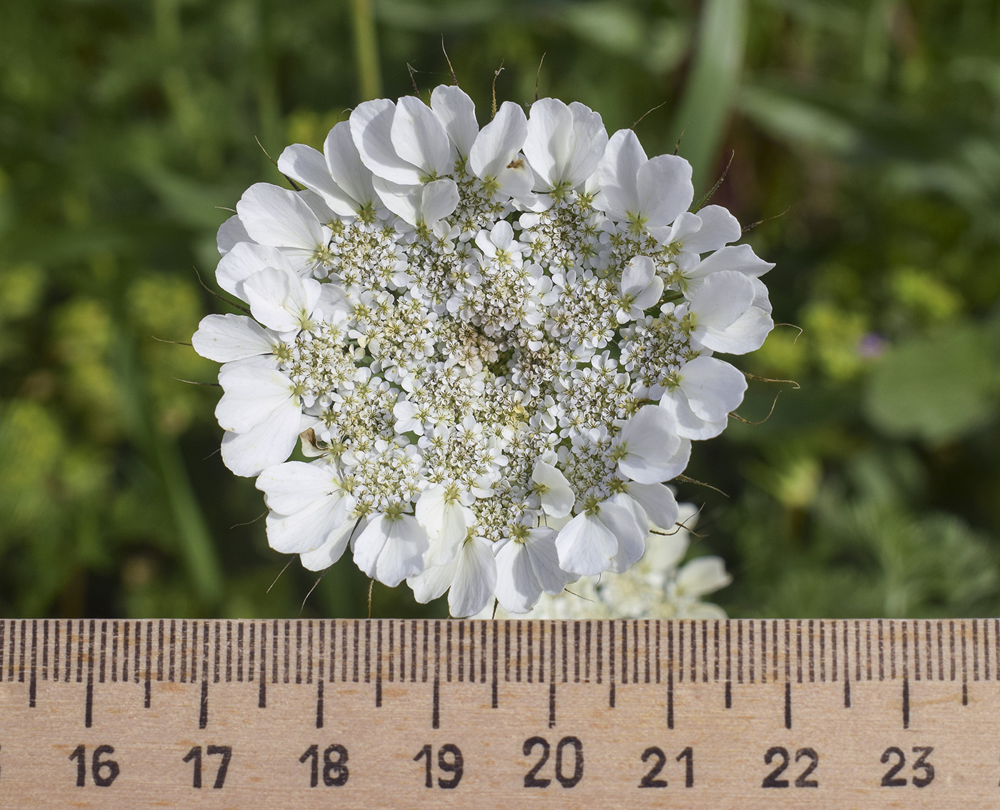 Image of Tordylium officinale specimen.