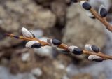 genus Salix