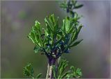 Euonymus europaeus. Верхушка ветви с бутонизирующими соцветиями и молодыми побегами. Московская обл., Раменский р-н, окр. дер. Хрипань, садовый участок. 21.04.2025.