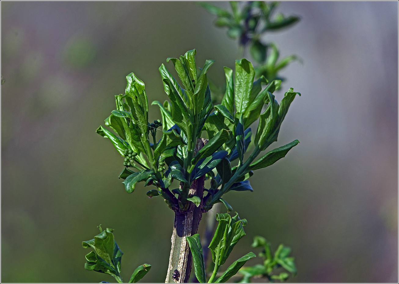 Image of Euonymus europaeus specimen.