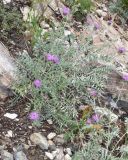 Cousinia bonvalotii