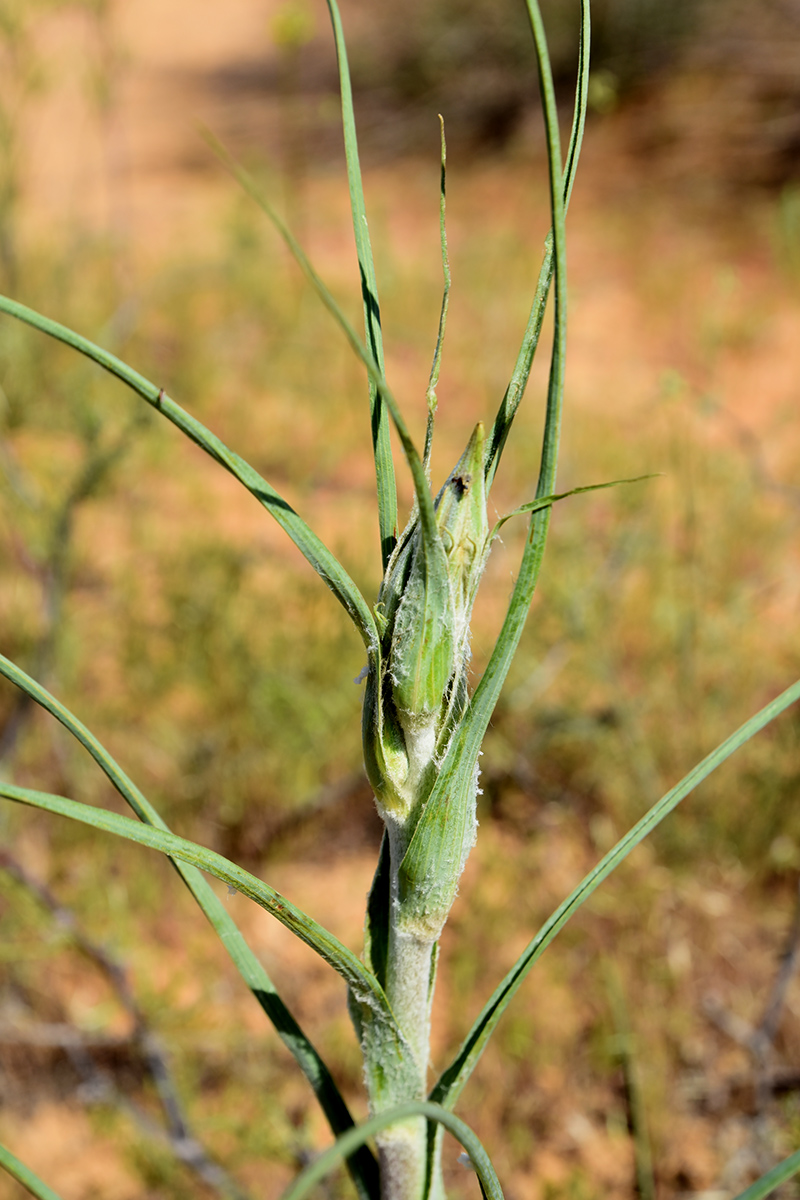 Image of genus Tragopogon specimen.