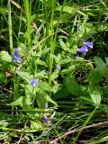 Scutellaria galericulata