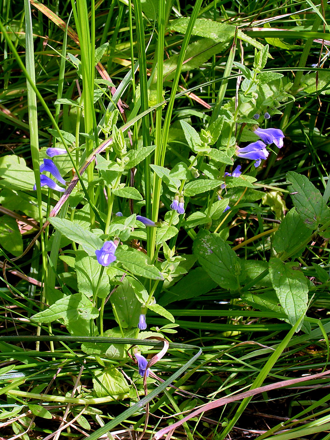 Изображение особи Scutellaria galericulata.