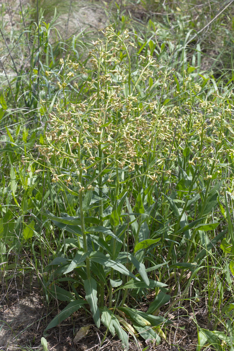Image of Hesperis tristis specimen.