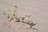 genus Astragalus. Плодоносящее растение. Таджикистан, Хатлонская обл., р-н Джайхун, окр. с. Нижний Пяндж, пустыня Карадум, грядово-бугристые пески. 15 апреля 2025 г.