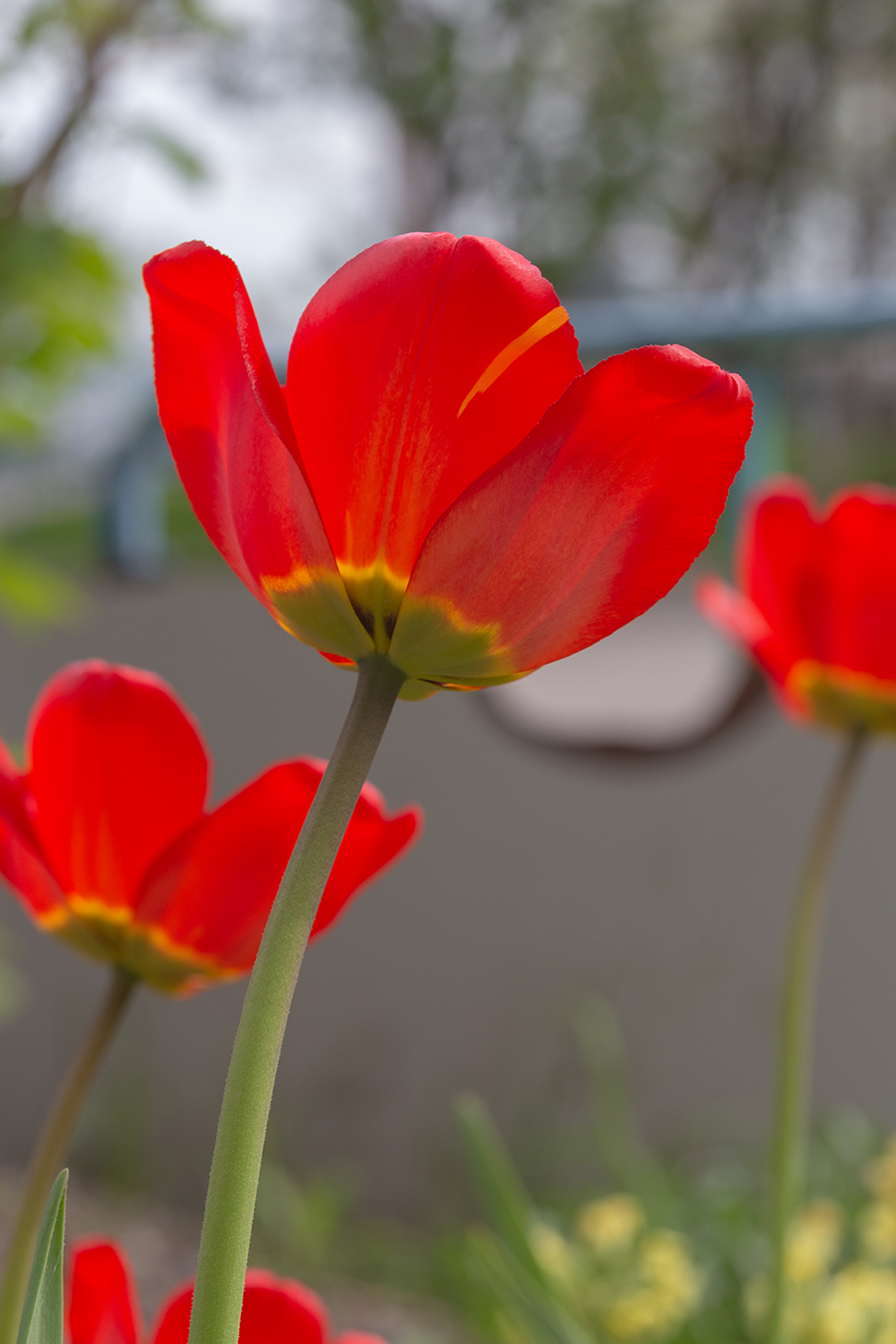 Image of genus Tulipa specimen.