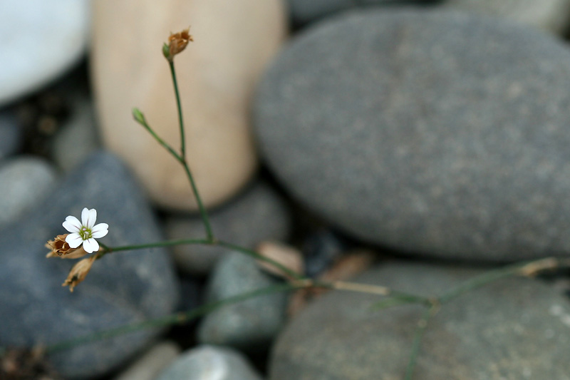 Image of Petrorhagia saxifraga specimen.