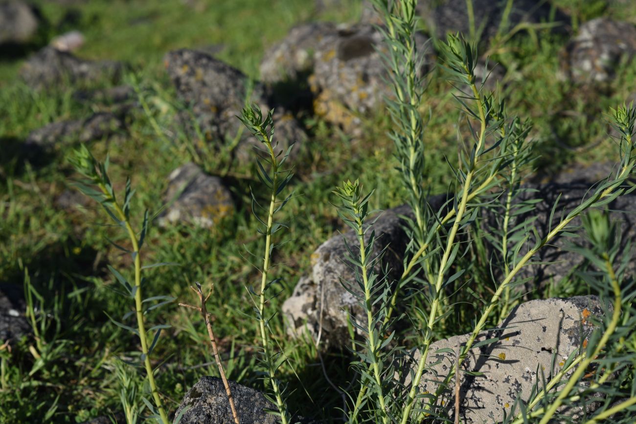 Image of genus Euphorbia specimen.