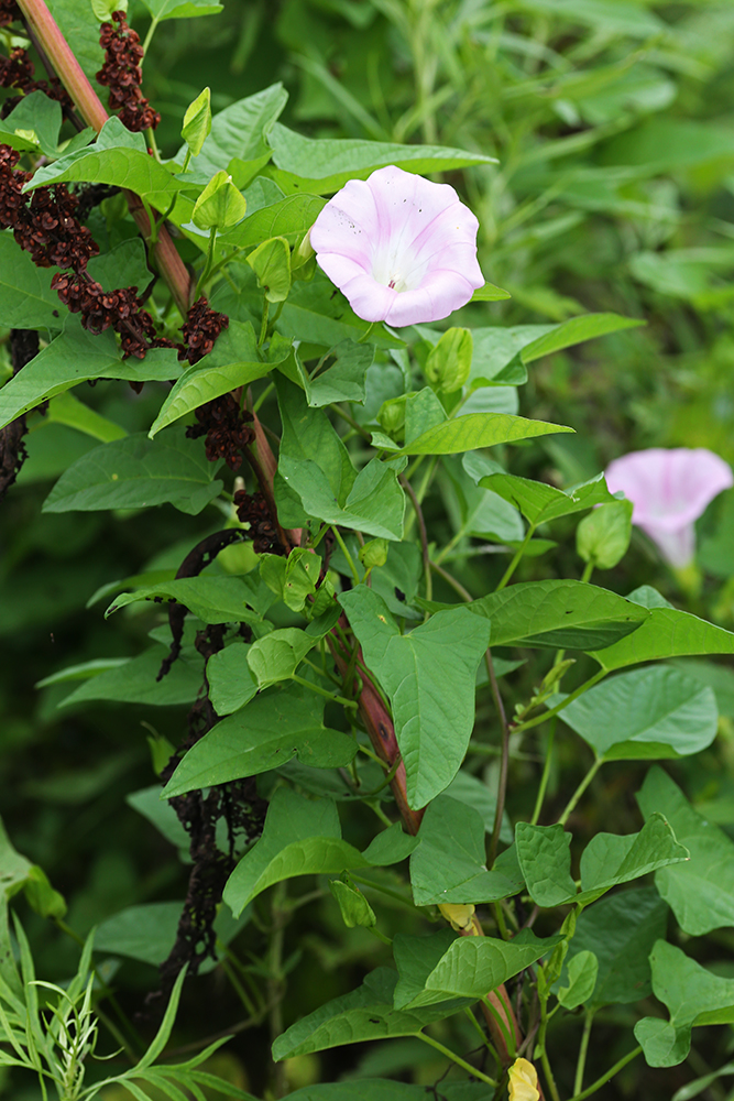 Изображение особи Calystegia inflata.