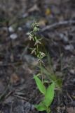 Epipactis helleborine