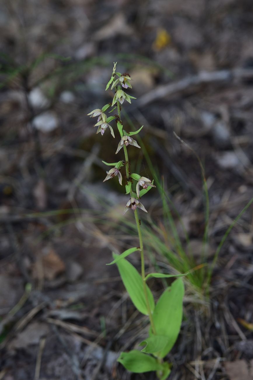 Image of Epipactis helleborine specimen.