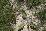 Crambe orientalis