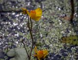 Utricularia vulgaris