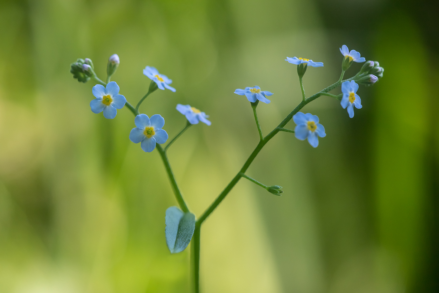 Image of Myosotis palustris specimen.