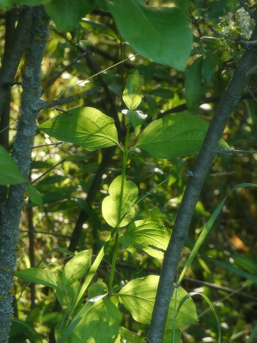 Image of Cornus mas specimen.