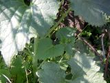 Lunaria annua