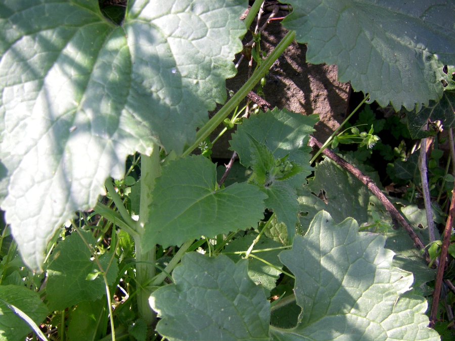 Изображение особи Lunaria annua.