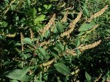 Elsholtzia ciliata. Верхушка плодоносящего растения. Хабаровский край, г. Комсомольск-на-Амуре, зарастающий карьер. 14.09.2025.