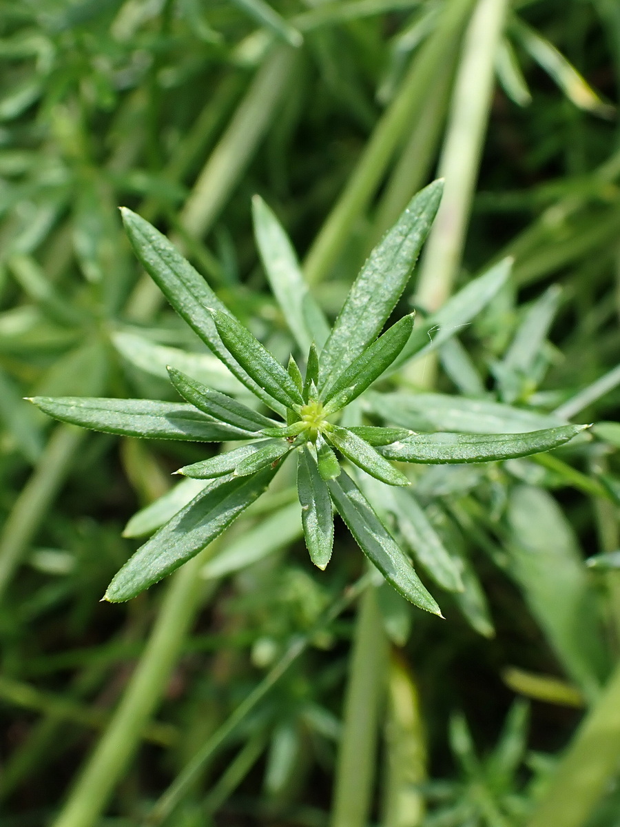 Изображение особи Galium mollugo.