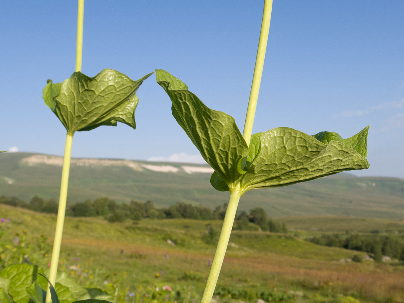Image of Valeriana alliariifolia specimen.